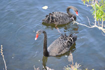 black swans