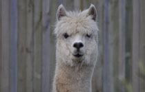 alpaca